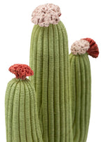 Cactus - foto 5