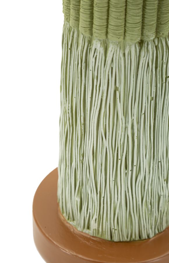 Cactus - foto 6