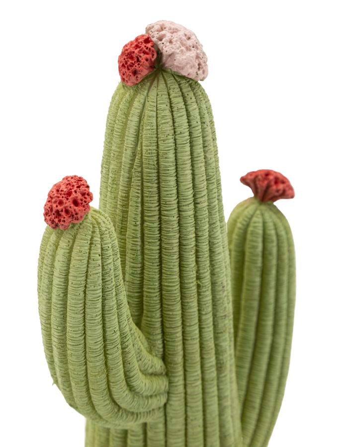 Cactus - foto 4