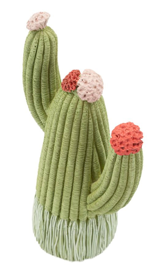 Cactus - foto 3