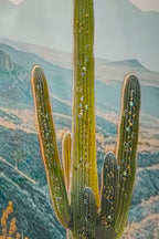 Stampa su tela Laccata con cornice Cactus, 60x4x90 cm – dettaglio 2