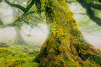 Stampa su tela Laccata con cornice Foresta, 90x4x60 cm – dettaglio 1