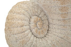 Vaso Shell Sand - foto 5
