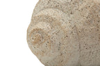 Vaso Shell Sand - foto 5