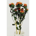 Fiori stella alpina arancione (kit da 10)