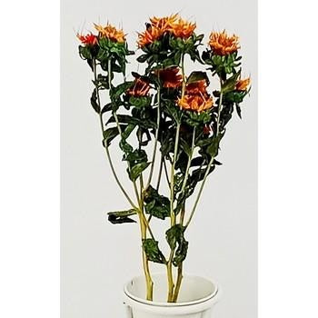 Fiori stella alpina arancione (kit da 10)