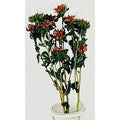 Fiori stella alpina rosa (kit da 10)