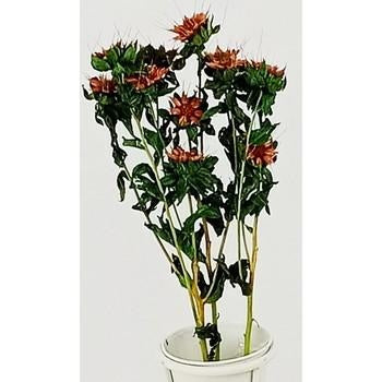 Fiori stella alpina rosa (kit da 10)