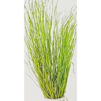 Mazzo di fili d'erba verdi, 80 cm (kit da 10)