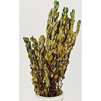 Mazzo millefoglie verde, 40 cm (kit da 10)