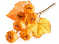 Rametti pick con zucche artificiali colorate e foglie arancioni, ideali, set da 18 pezzi, cm 13 H (con gambo 20)