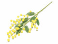 Rametto di mimosa artificiale con fiori floccati ad effetto realistico, set da 10 pezzi, cm 21 H (con gambo 35)