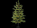 Pini natalizi / alberi di Natale da H 180 con 160 luci LED bianco caldo, 160, Mt 1,80 H