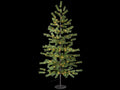 Pini natalizi / alberi di Natale da H 210 con 216 luci LED bianco caldo, 216, M 2,10 H
