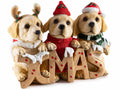 Decorazione cagnolini di Natale in resina da appoggiare con scritta Xmas, cm 24,5 x 9 x 18 H