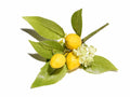 Mazzolini chiudipacco pick di limoni artificiali con fiorellini e foglie, set da 18 pezzi, cm 8 H (con gambo 13)