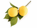 Rametti decorativi con 2 limoni artificiali con foglie, set da 6 pezzi, cm 16 H (con gambo 23)