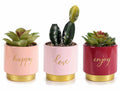 Vasi di ceramica colorata con piantine grassa artificiali e scritte dorate, set da 3 pezzi, Ø 8 cm x 16,5 H