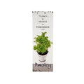 Quadro in legno Parsley con pianta di prezzemolo