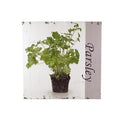 Quadro legno "parsley" pianta prezzemolo, 50x50 cm