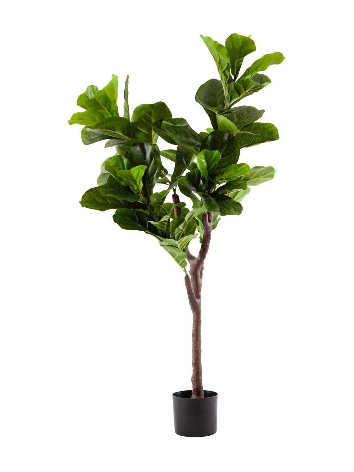 Pianta artificiale Ficus Lyrata H125