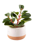 Pianta succulenta artificiale in vaso, 12,5X10,5H17 cm (kit da 3)